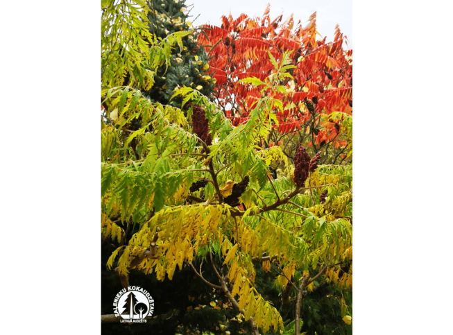 Rhus typhina   'Dissecta'